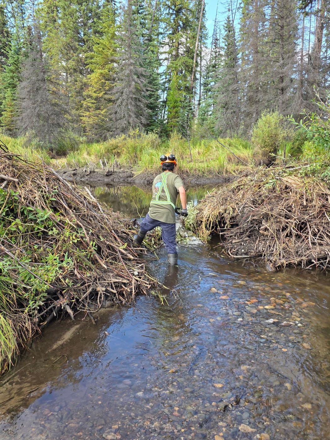 Crew member in the creek clearing a notch through a beaver dam