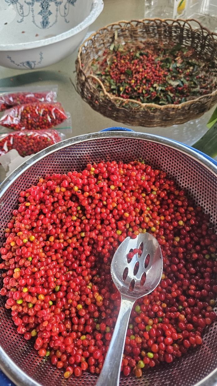 Colander full of freshly picked soopolallie berries with more in a basket behind