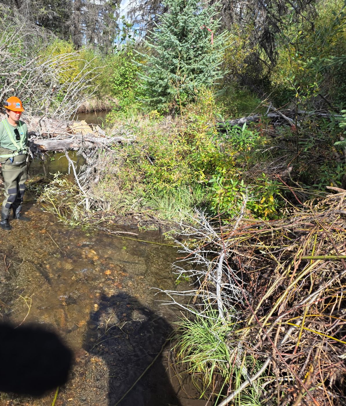 Crew member in waders standing in a shallow creek below a fallen spruce