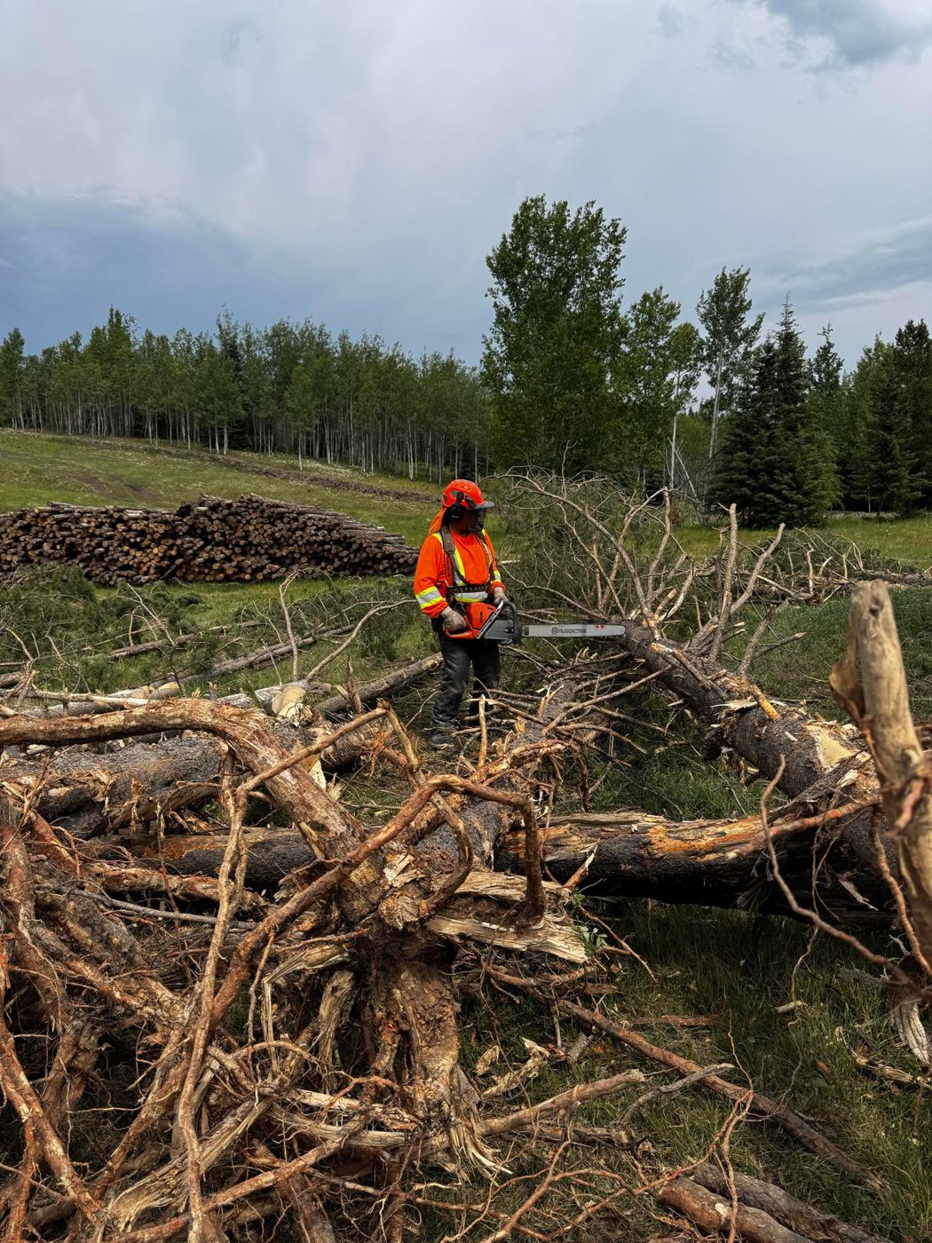 Faller in full PPE working through downed timber with a log deck behind