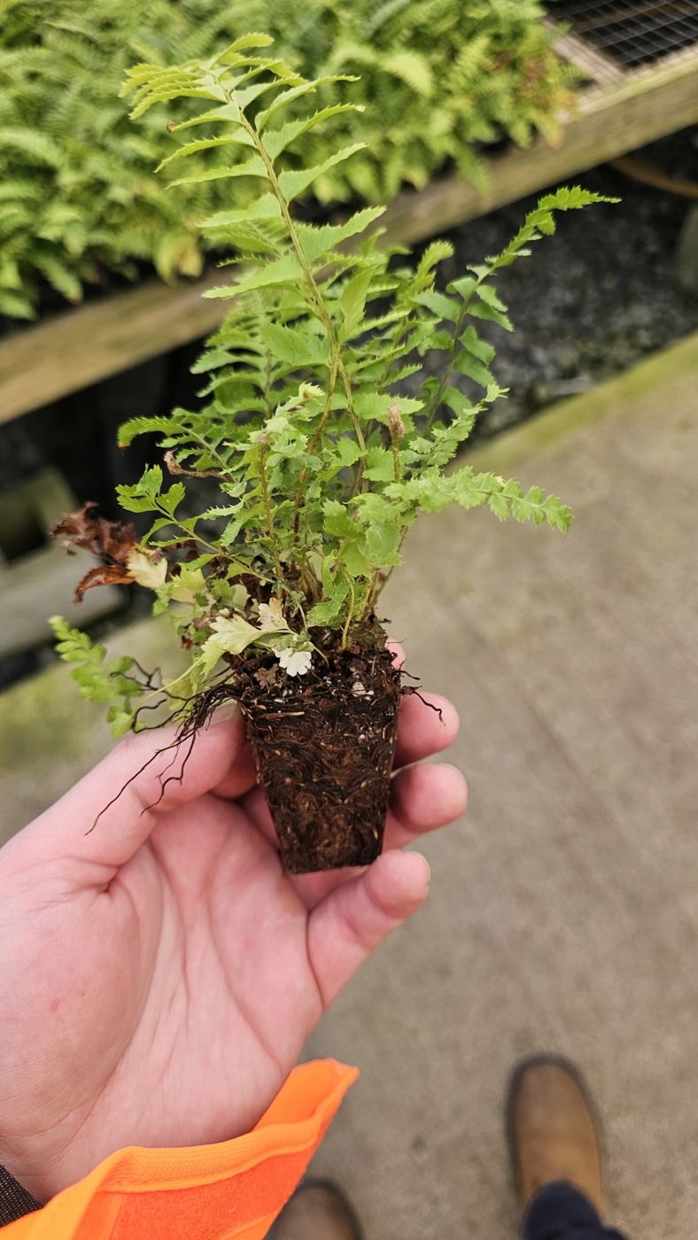 A fern plug with a full root ball held in one hand