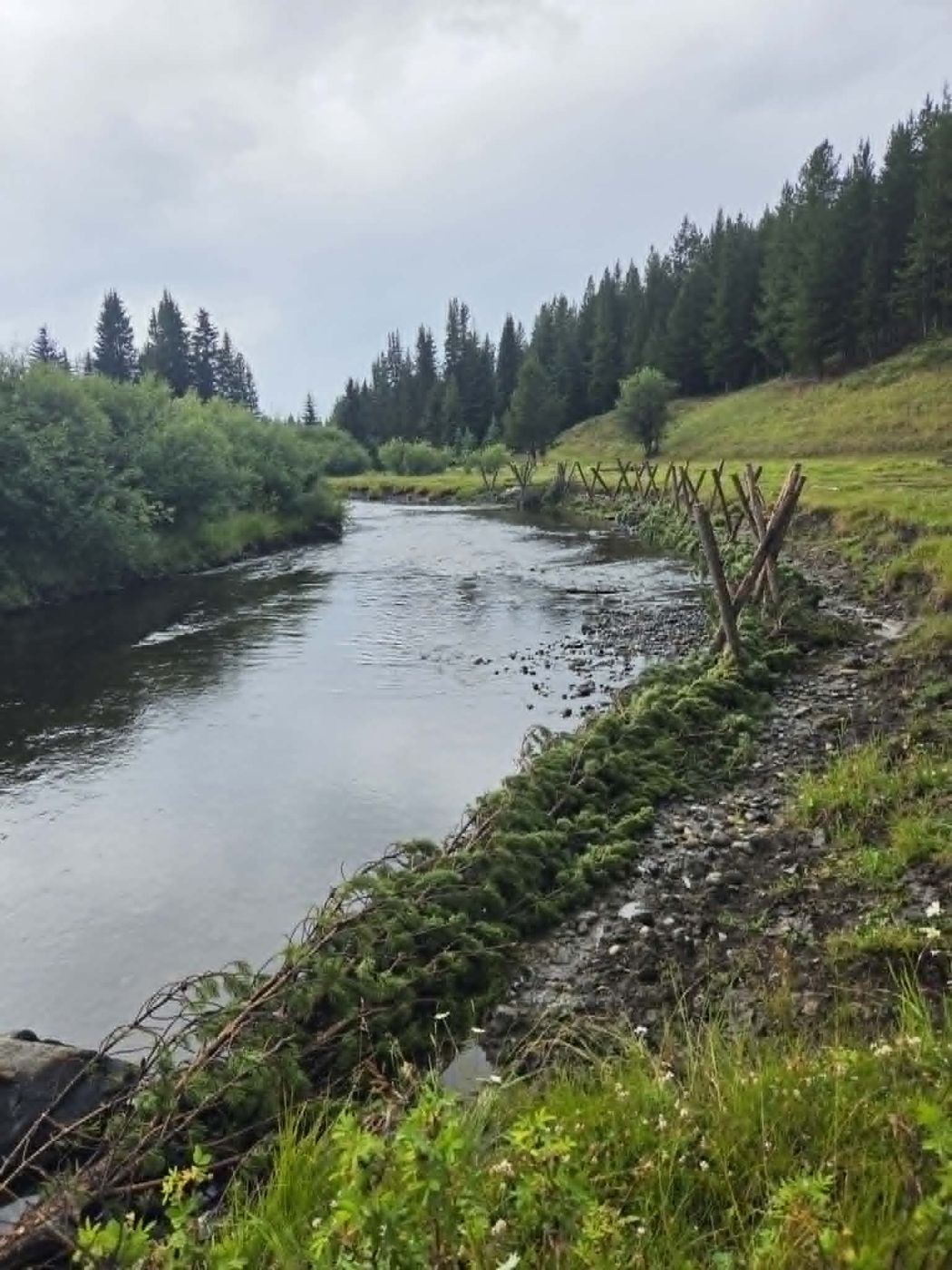 Log tripod habitat structures along a creek bank