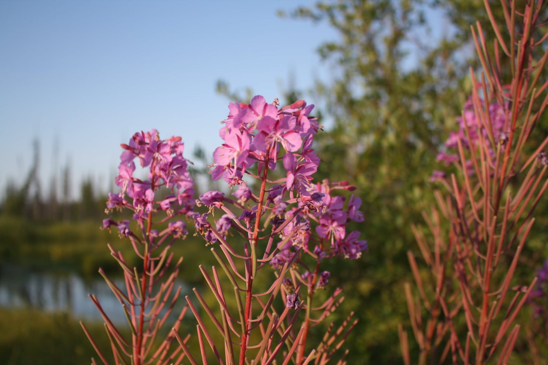 Fireweed against a blue sky with a lake behind