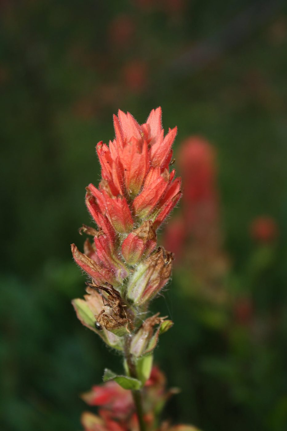 Red paintbrush flower head against dark green