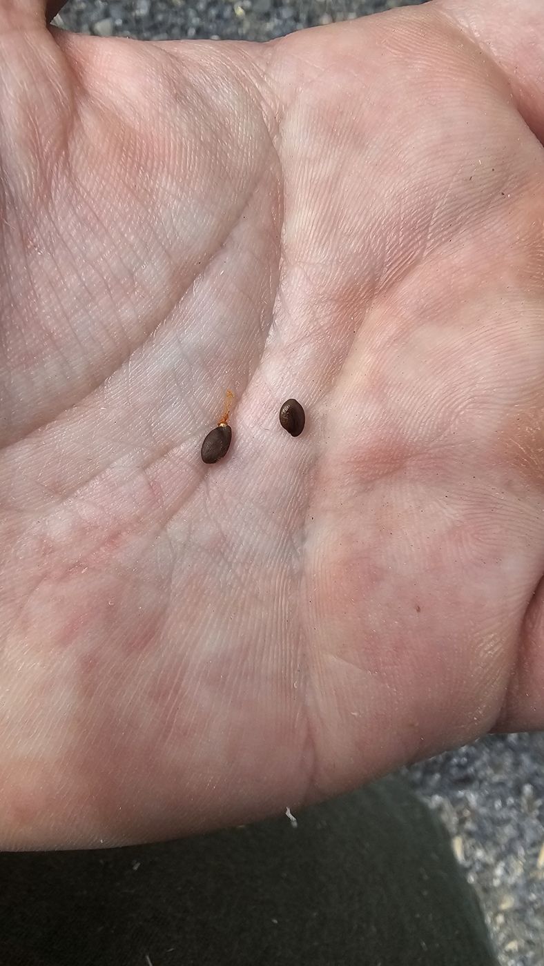 Two cleaned soopolallie seeds in the palm of a hand