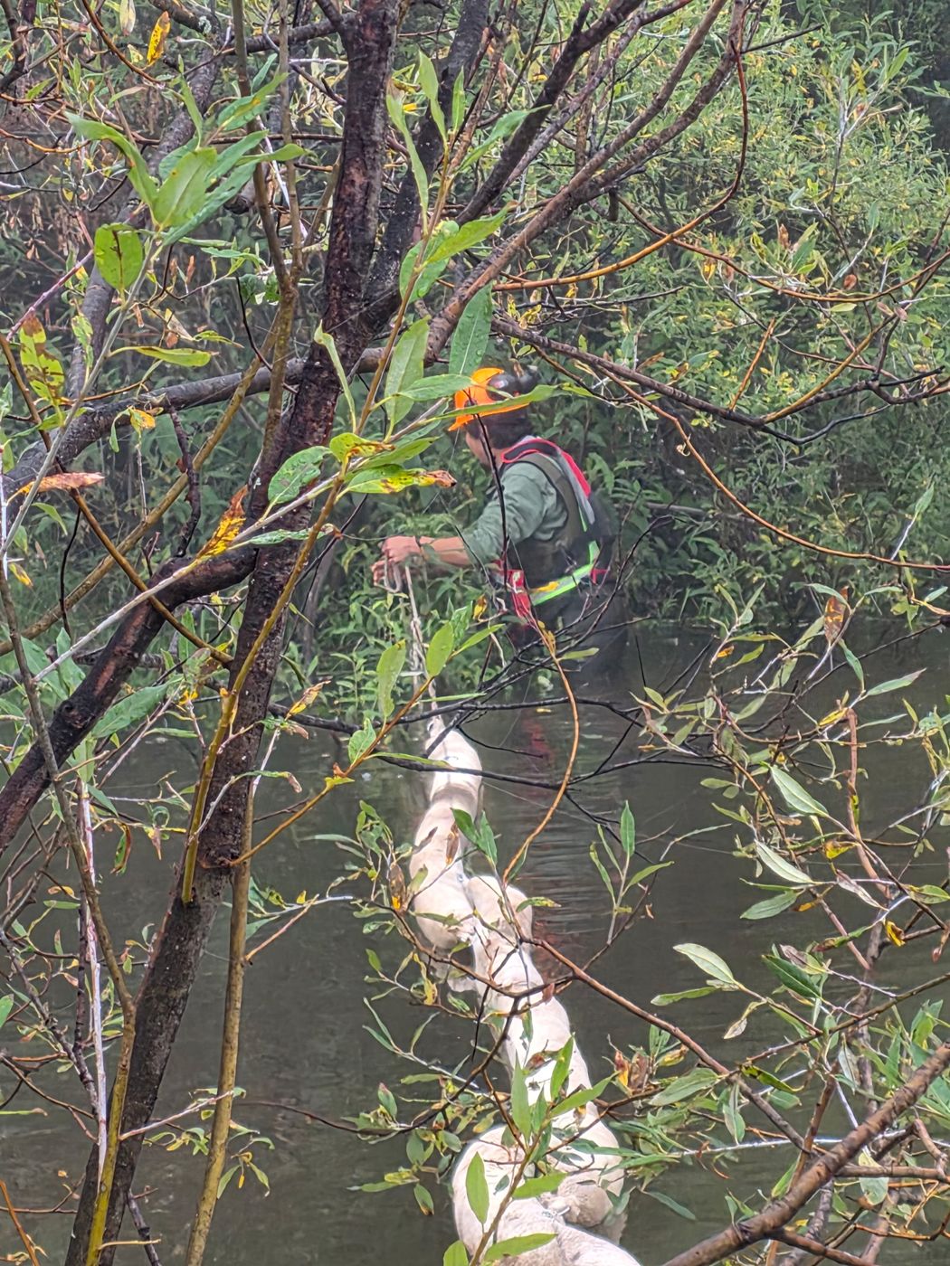 Crew member in the willows laying a floating spill pad across the creek
