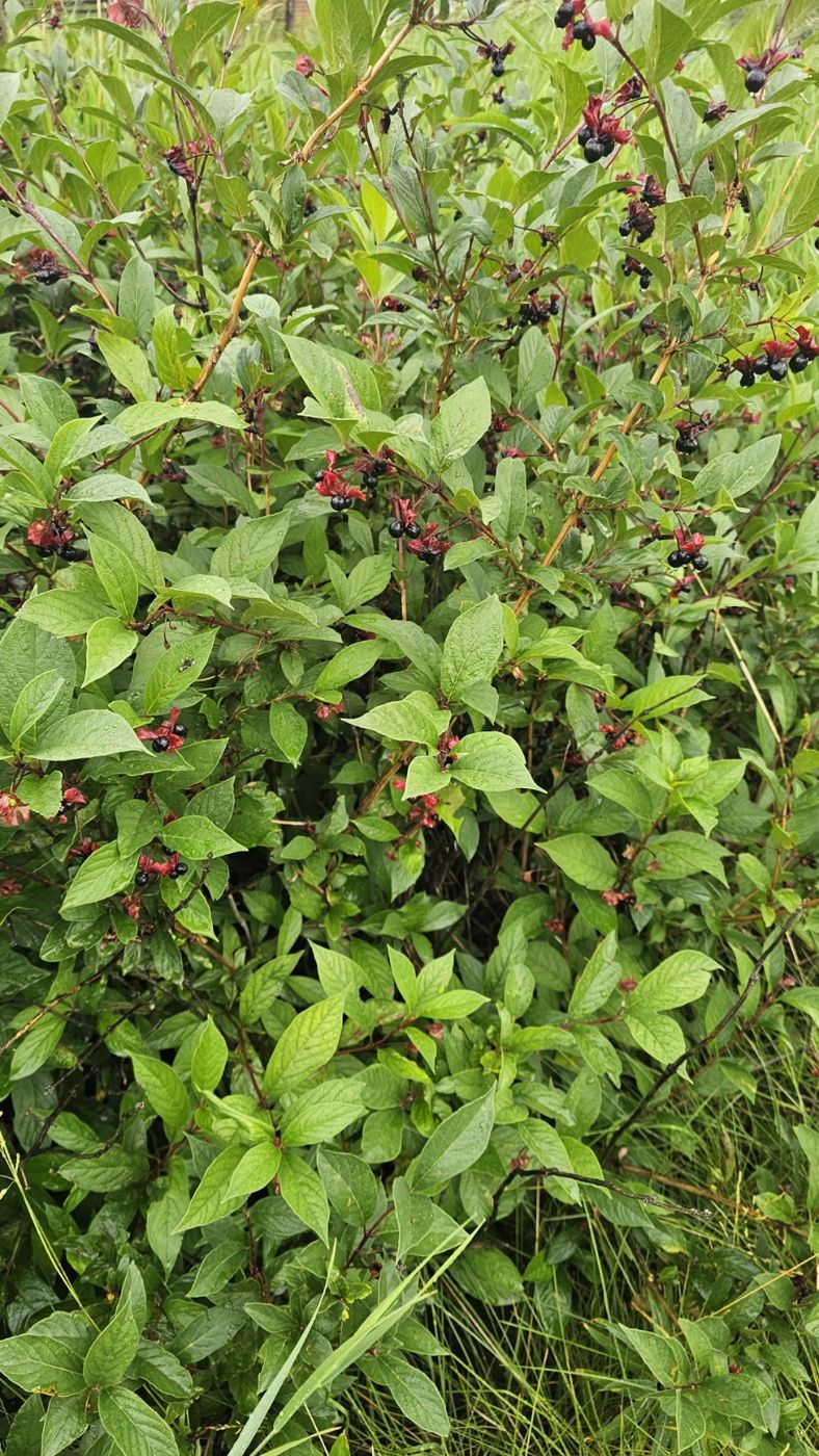 Black twinberry shrub with dark berries and red bracts